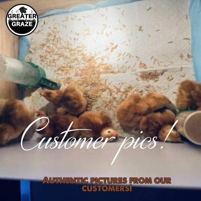 Rhode Island Red Hatching Eggs Fresh Fertile Natural Free Range FREE EXPEDITED
