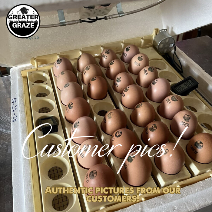 Rhode Island Red Hatching Eggs Fresh Fertile Natural Free Range FREE EXPEDITED