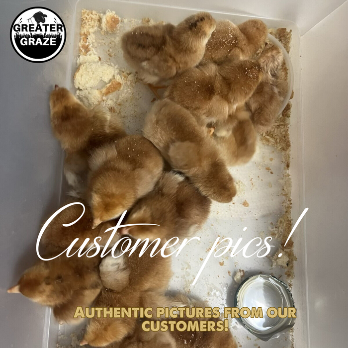 Rhode Island Red Hatching Eggs Fresh Fertile Natural Free Range FREE EXPEDITED