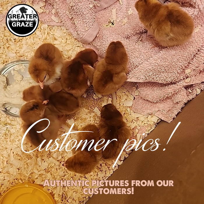 Rhode Island Red Hatching Eggs Fresh Fertile Natural Free Range FREE EXPEDITED