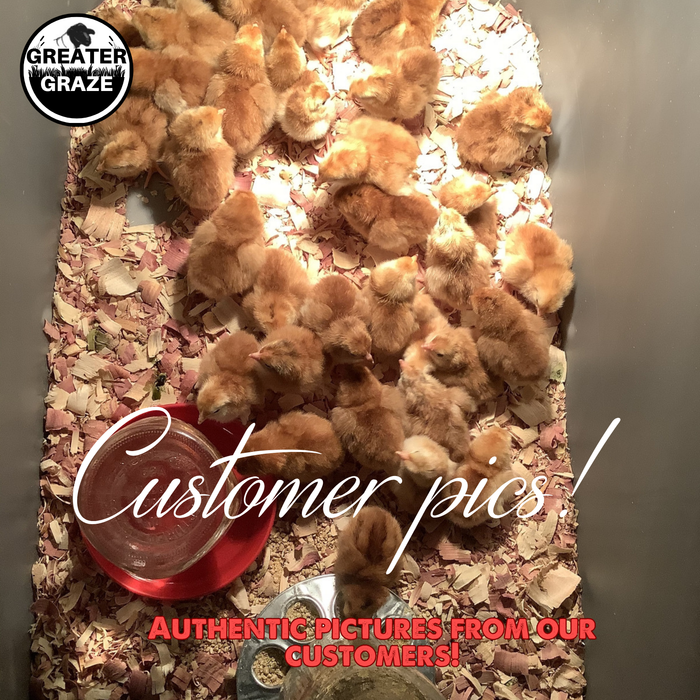 Rhode Island Red Hatching Eggs Fresh Fertile Natural Free Range FREE EXPEDITED