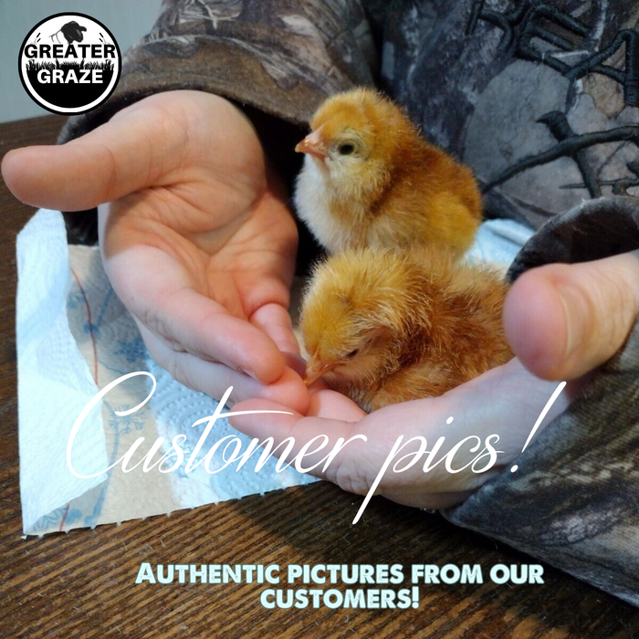 Rhode Island Red Hatching Eggs Fresh Fertile Natural Free Range FREE EXPEDITED