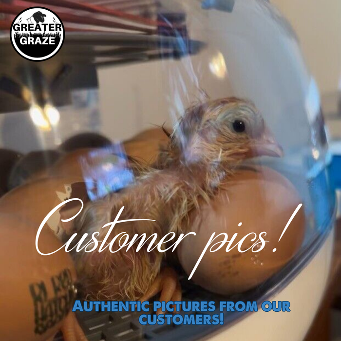 Rhode Island Red Hatching Eggs Fresh Fertile Natural Free Range FREE EXPEDITED