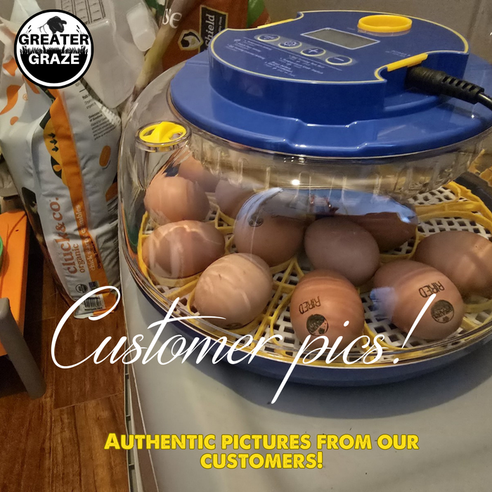 Rhode Island Red Hatching Eggs Fresh Fertile Natural Free Range FREE EXPEDITED