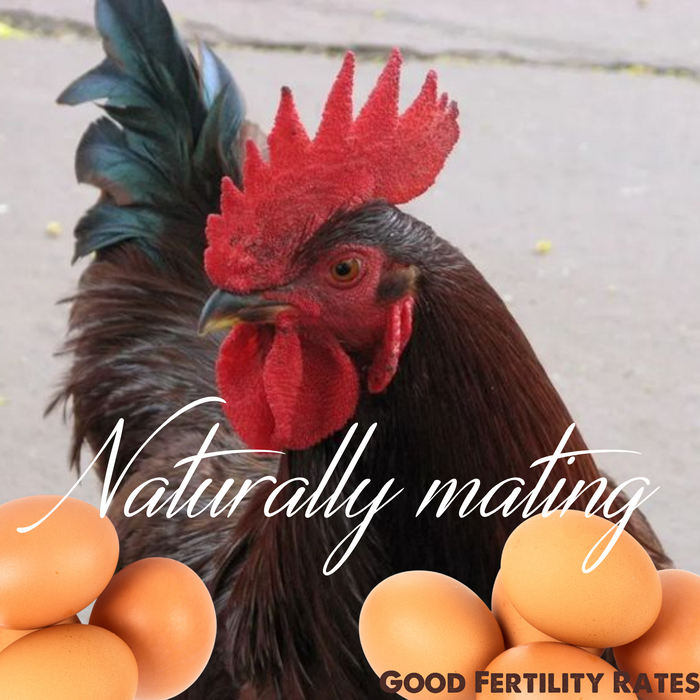 [LOCAL Pickup] HATCHING EGGS, Rhode Island Red, Fresh Fertile Natural Free Range - Plantersville, TX