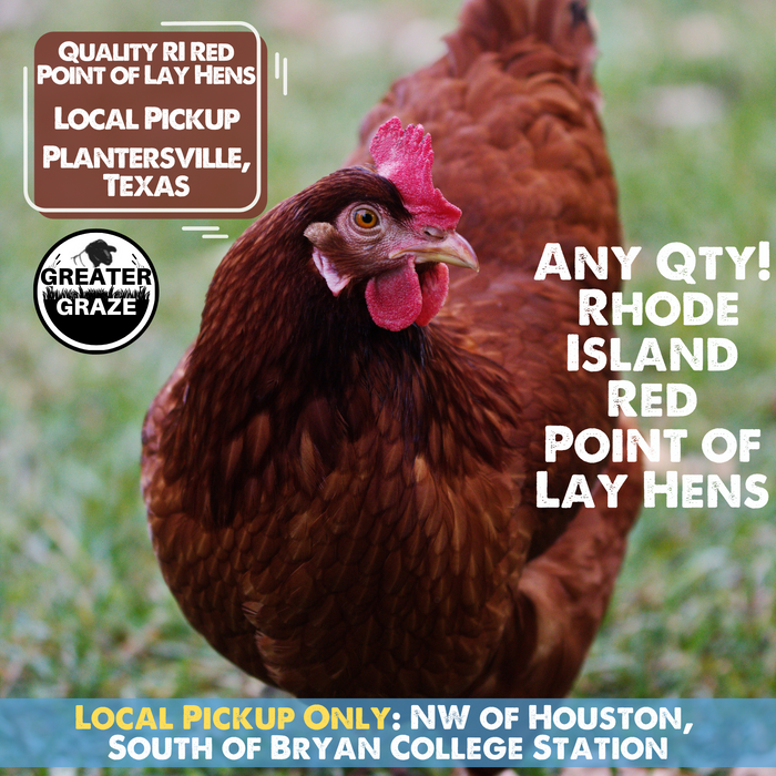 [LOCAL Pickup] POINT OF LAY Hens, Rhode Island Red - Plantersville, TX