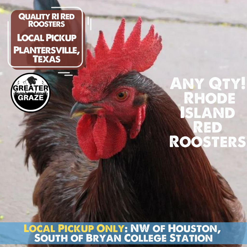 LOCAL Pickup] ROOSTERS, Rhode Island Red - Plantersville, TX