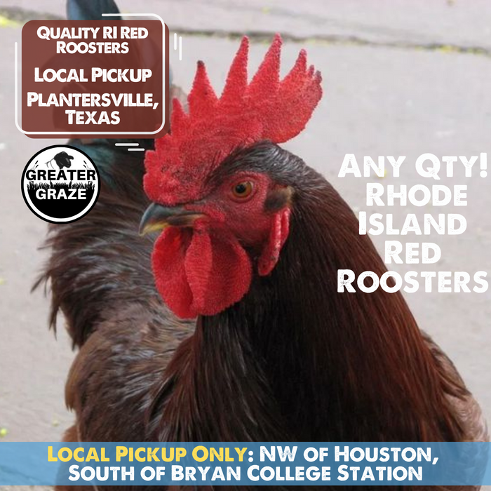 [LOCAL Pickup] ROOSTERS, Rhode Island Red - Plantersville, TX