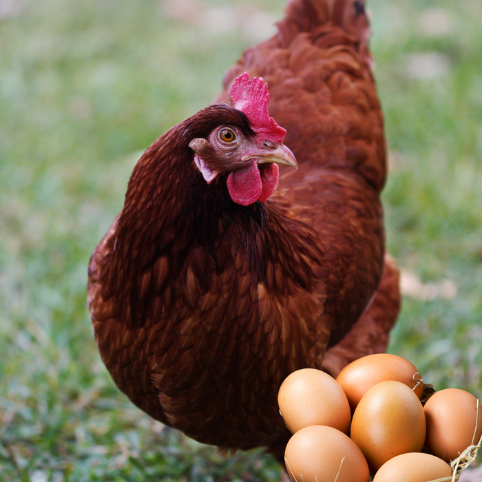 Rhode Island Red Hatching Eggs Fresh Fertile Natural Free Range FREE EXPEDITED