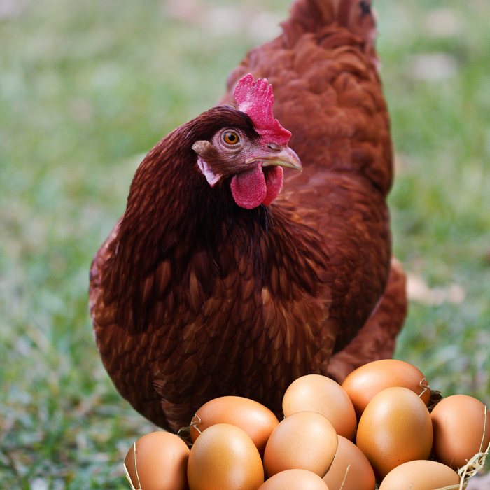 Rhode Island Red Hatching Eggs Fresh Fertile Natural Free Range FREE EXPEDITED