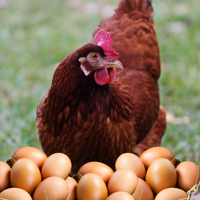 Rhode Island Red Hatching Eggs Fresh Fertile Natural Free Range FREE EXPEDITED