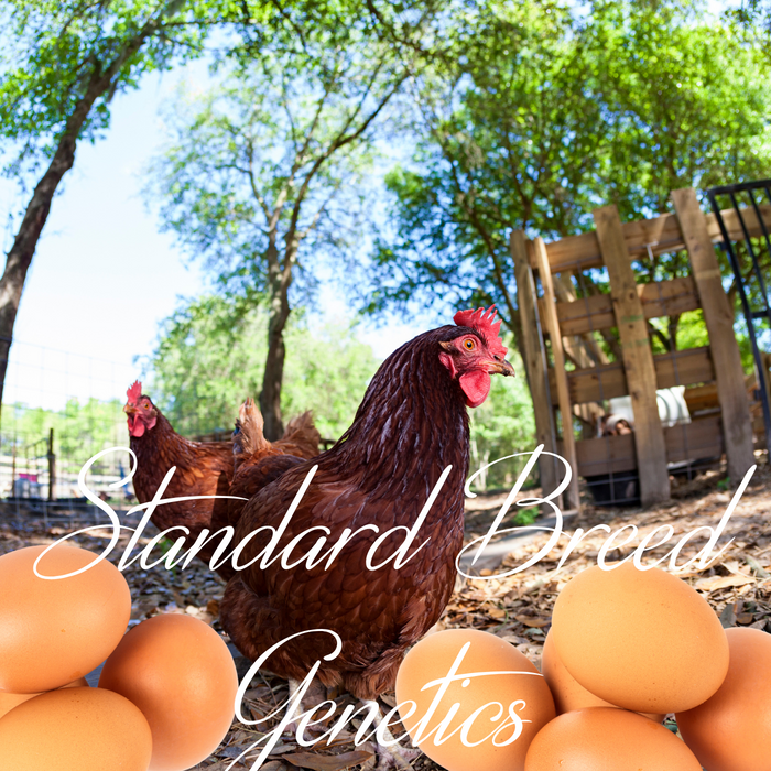 Rhode Island Red Hatching Eggs Fresh Fertile Natural Free Range FREE EXPEDITED