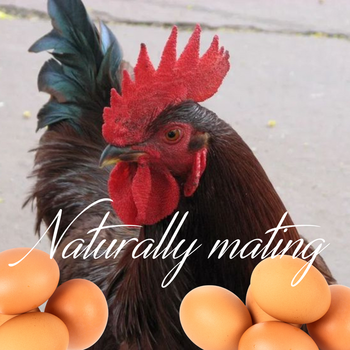 Rhode Island Red Hatching Eggs Fresh Fertile Natural Free Range FREE EXPEDITED