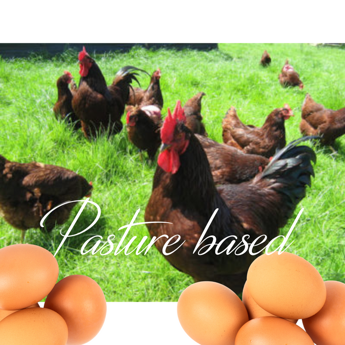 Rhode Island Red Hatching Eggs Fresh Fertile Natural Free Range FREE EXPEDITED